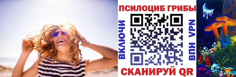 Купить  Сунжа  Галлюциногенные грибы Psilocybine cubensis 